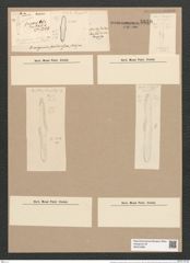 Dimerogramma ventricosum (Rab. et Jan.) Grun. (de-Toni-Nr.: Genus 80, Species 2882) Zeichnungen Sammlung Grunow Nr. 5850 (NHMW-BOT-W0374286)
